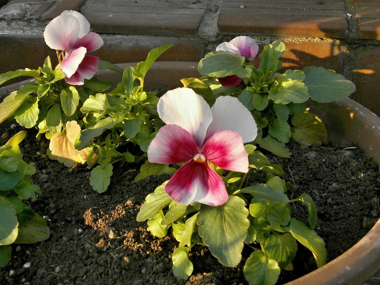 pansy winter flowers garden free photo