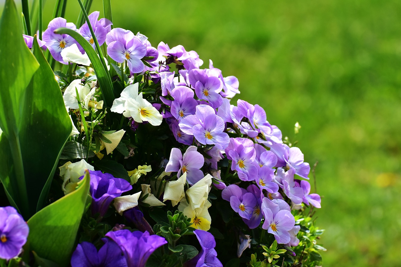 pansy flowers spring free photo