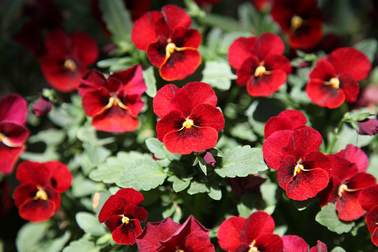 pansy flowers plants free photo