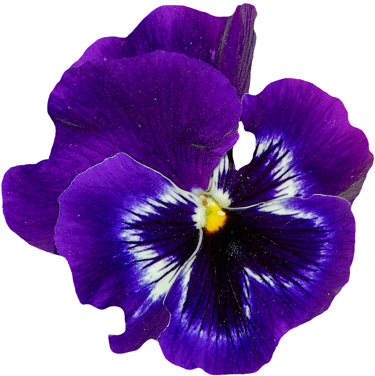 pansy spring flower free photo