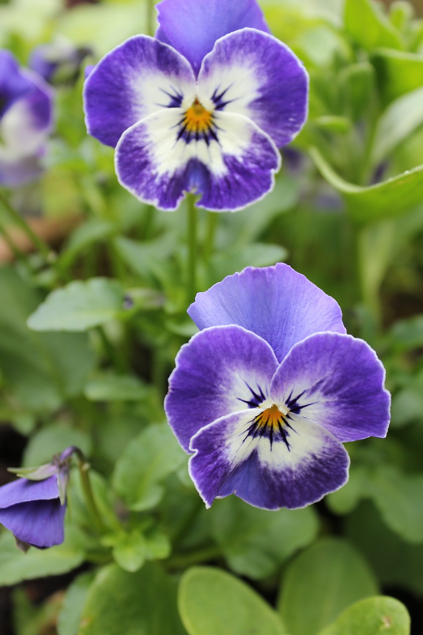 pansy flower nature free photo