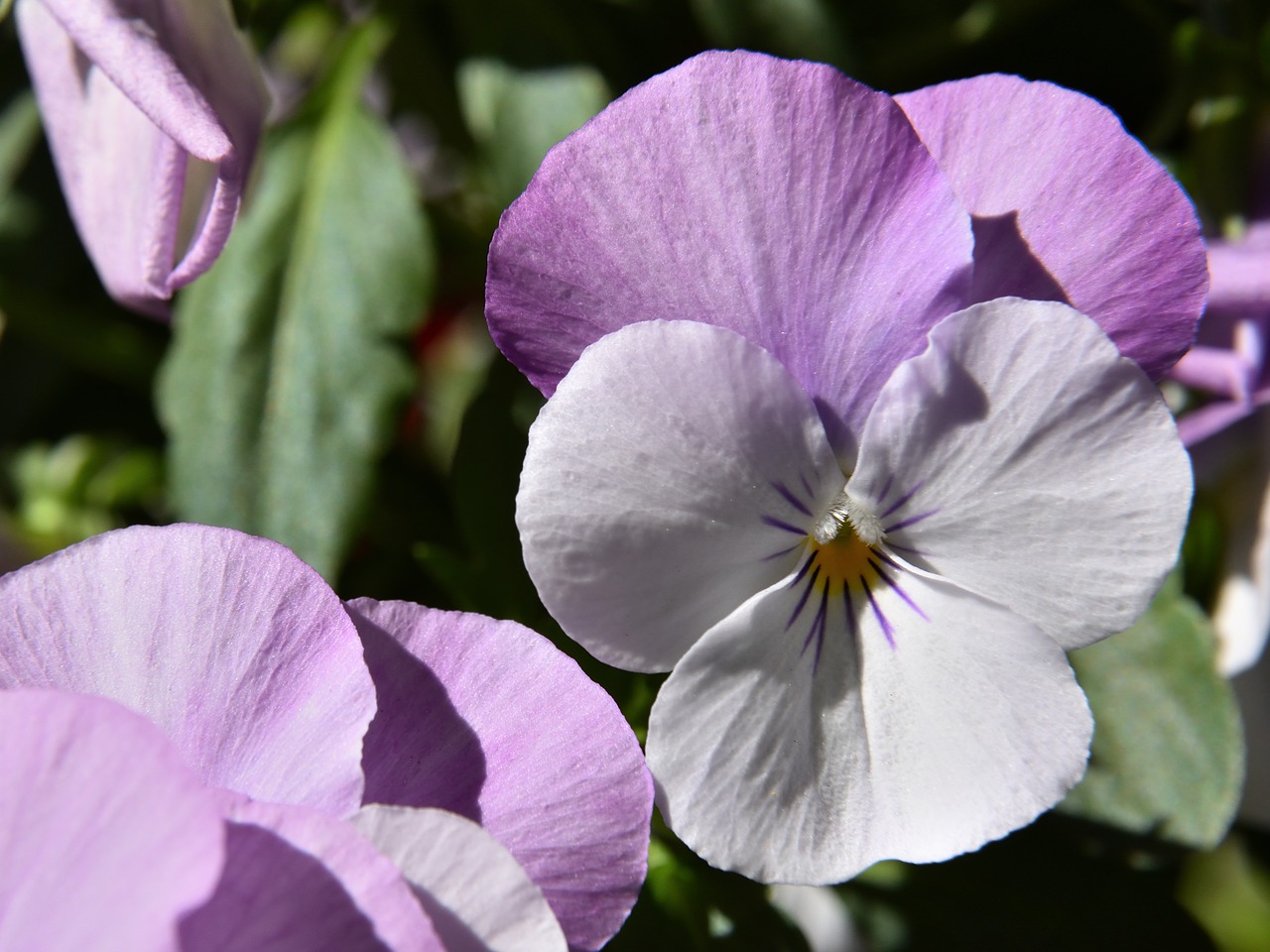 pansy flower blossom free photo