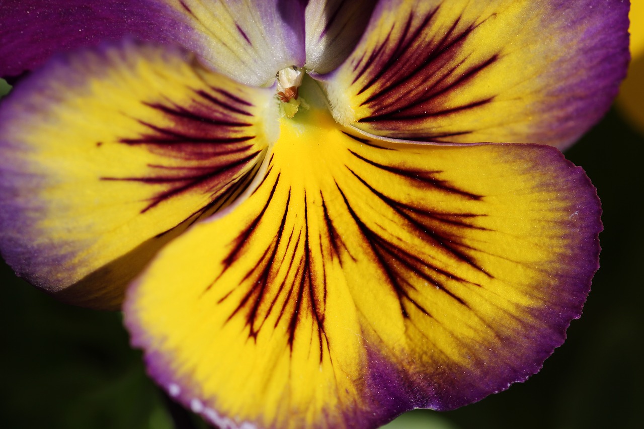 pansy flower blossom free photo