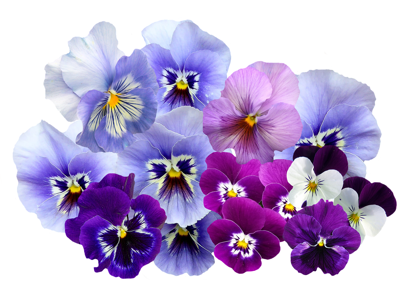 pansy isolated violet free photo