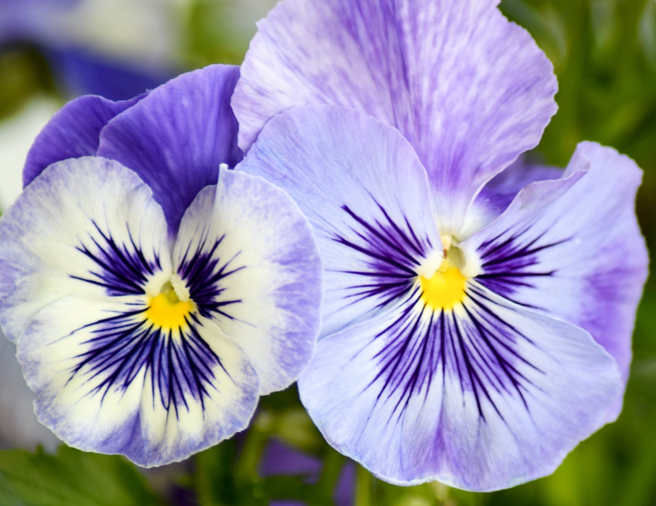 pansy flower purple flower free photo