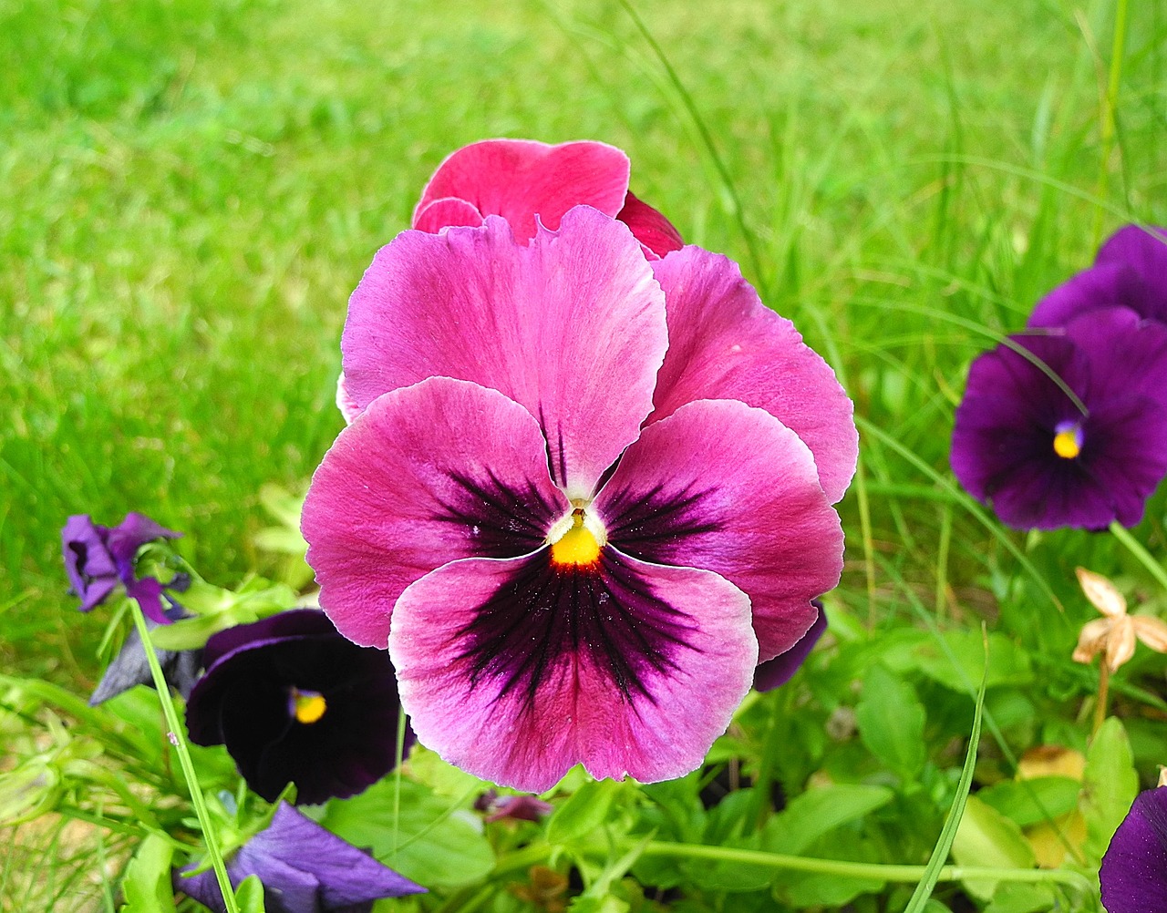 pansy flower flower garden free photo