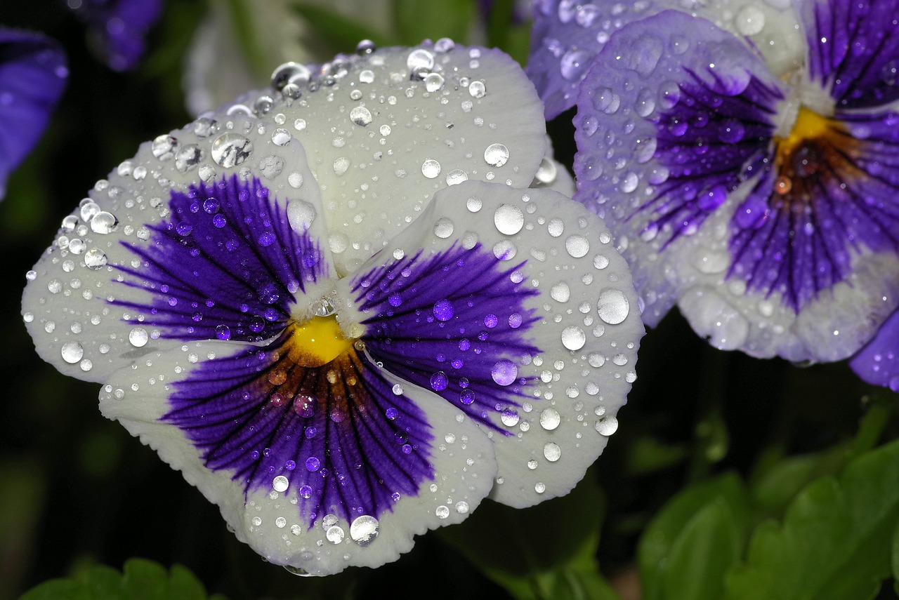 pansy pansies flower free photo