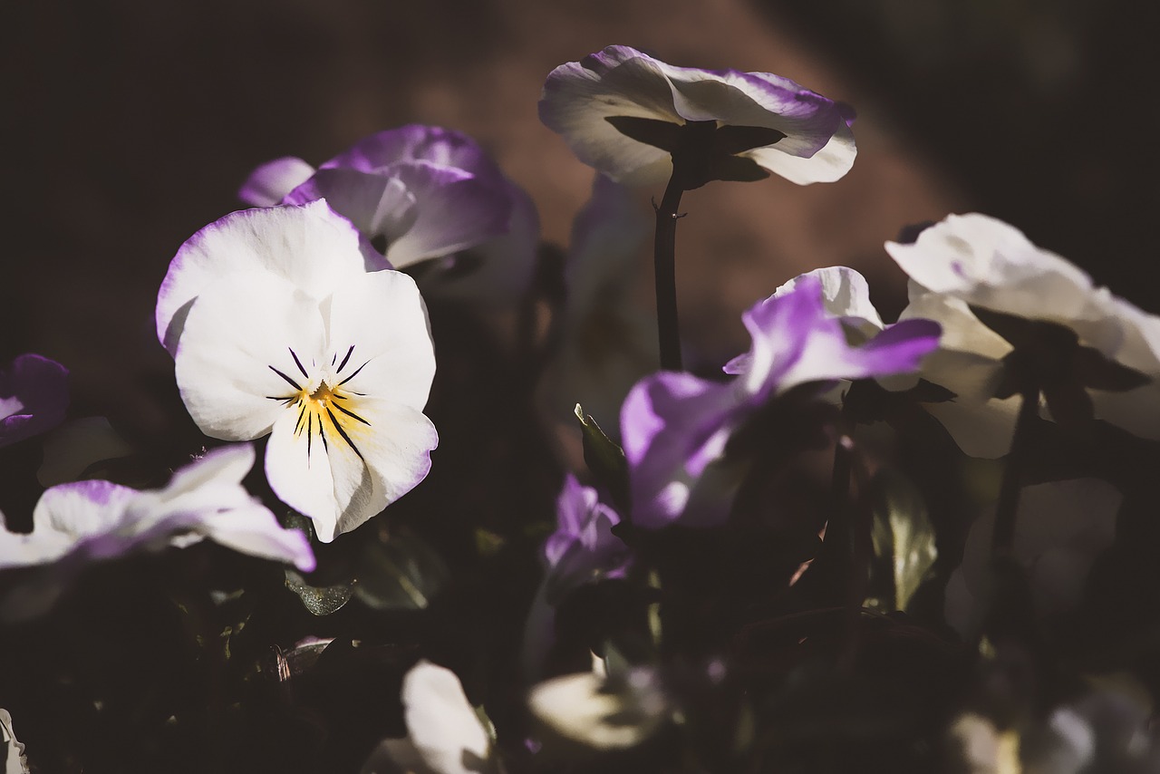 pansy flowers spring free photo