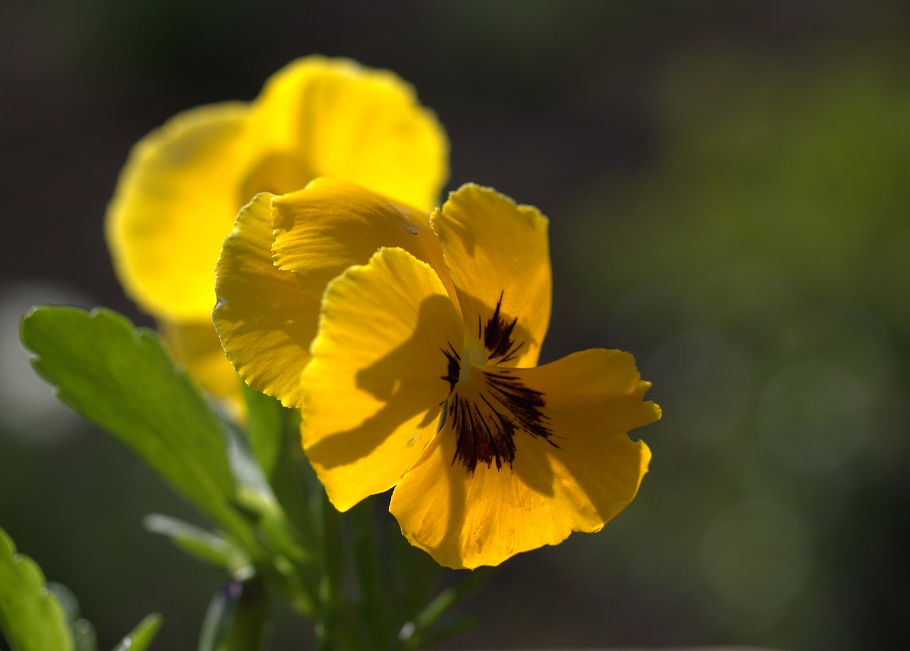 pansy yellow flower free photo