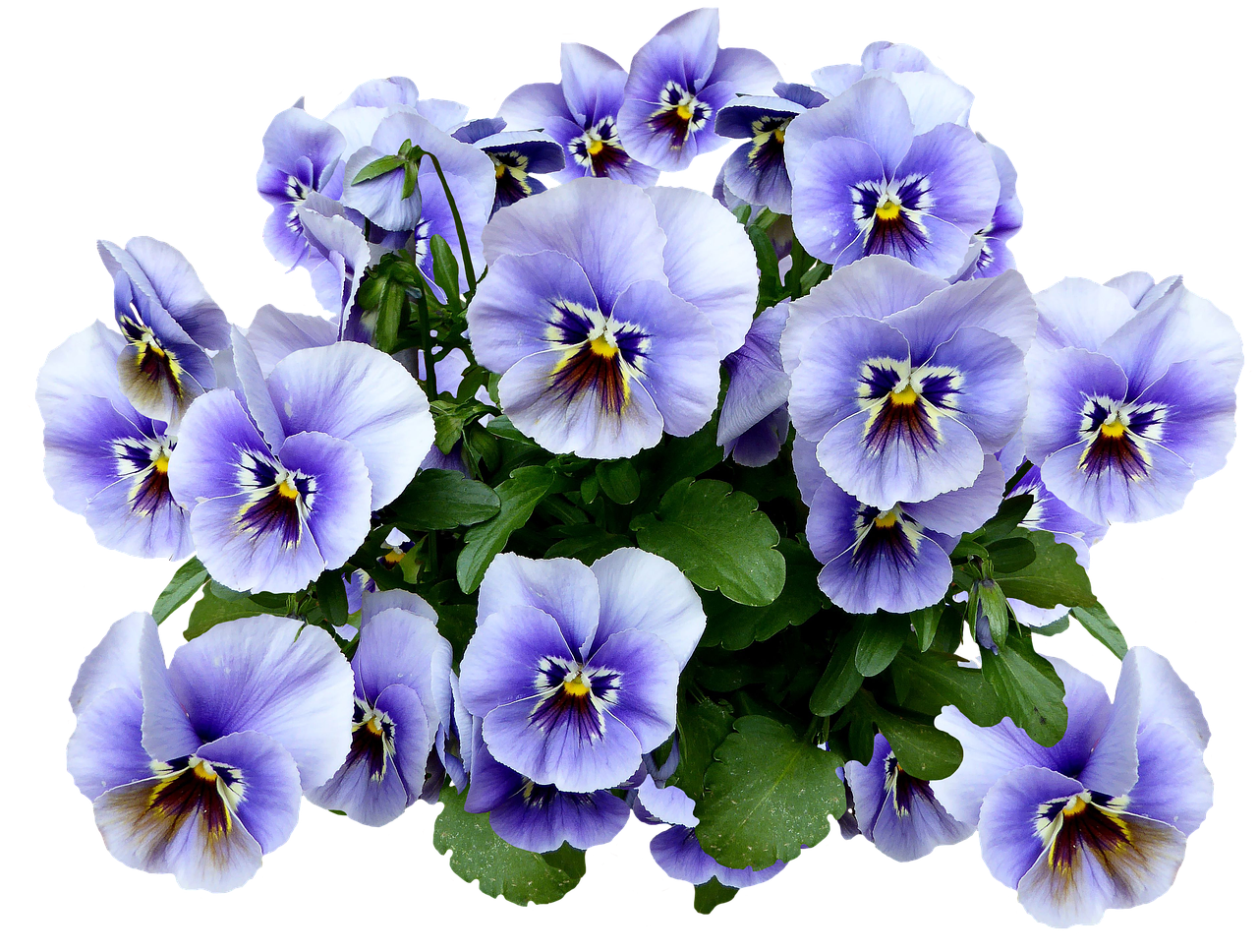 pansy spring blossom free photo