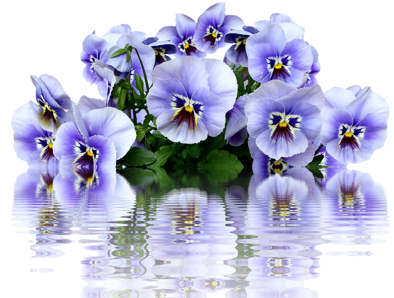 pansy spring blossom free photo