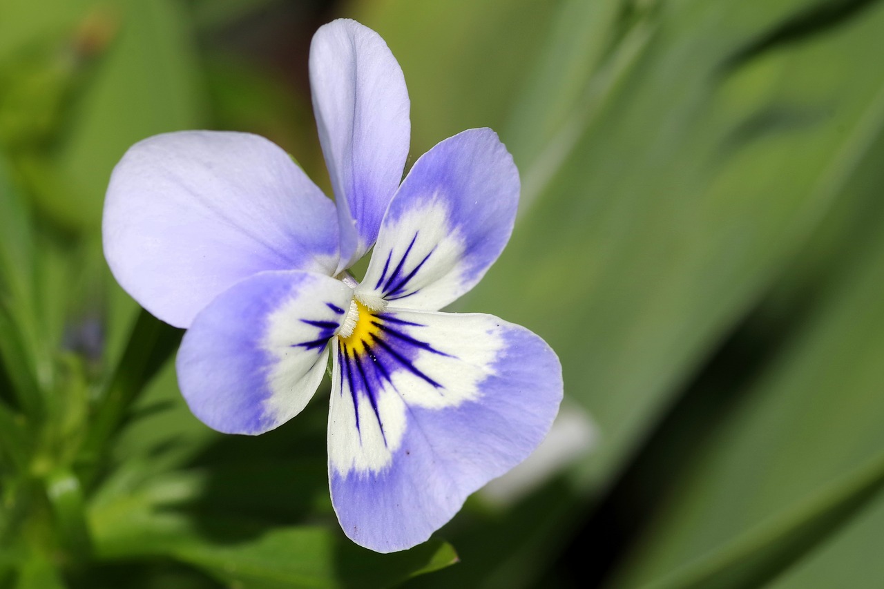 Violet white. Анютины глазки белые цветы. Анютины глазки в Финляндии. Анютины глазки нежно голубые. Pansy Flower.