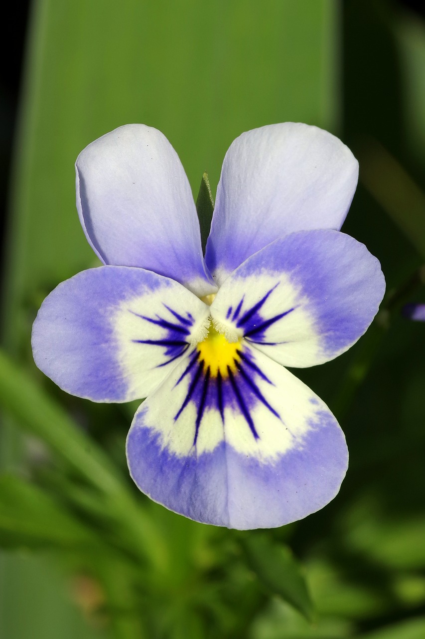 pansy flower blue free photo