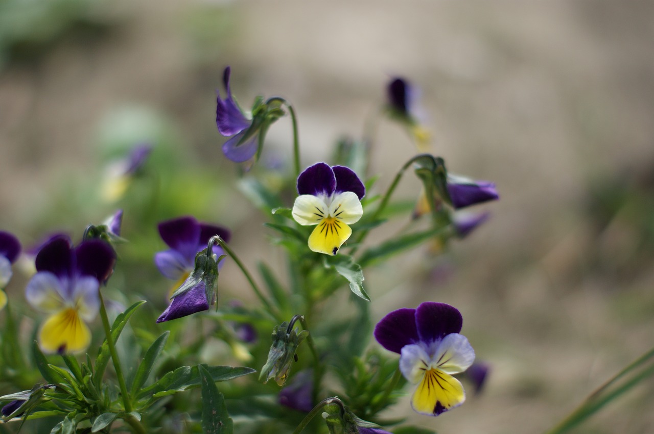 pansy flower garden free photo