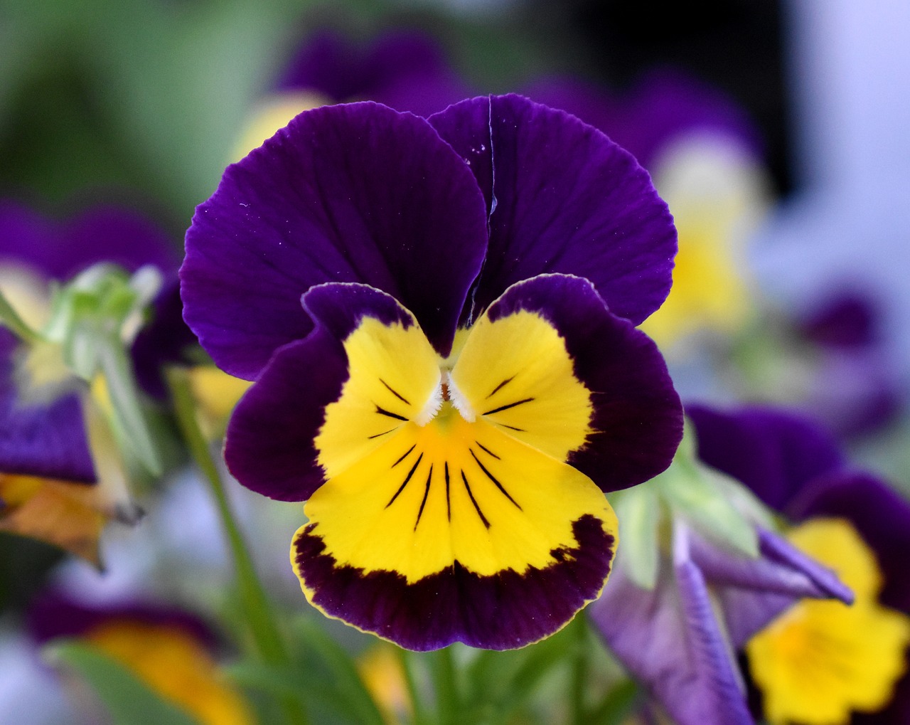 pansy flower purple and yellow flower free photo