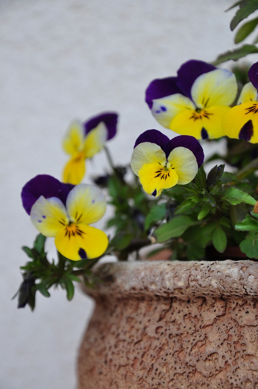 pansy pot wall free photo