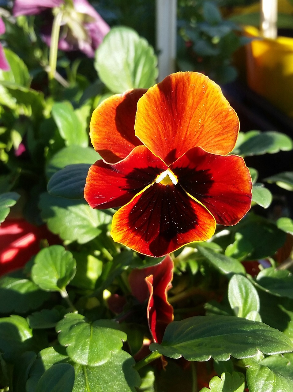 pansy flower plant free photo