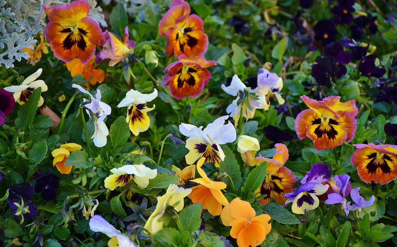 pansy flower natur free photo