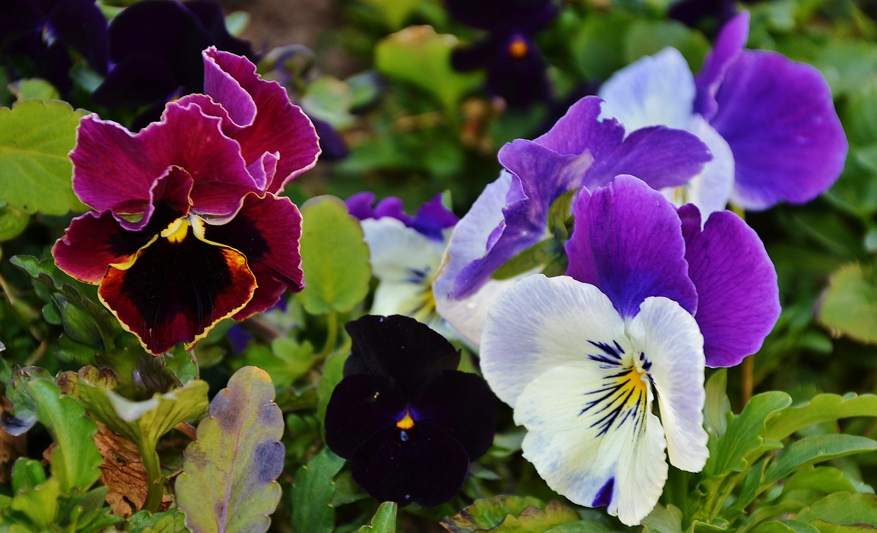 pansy flower natur free photo