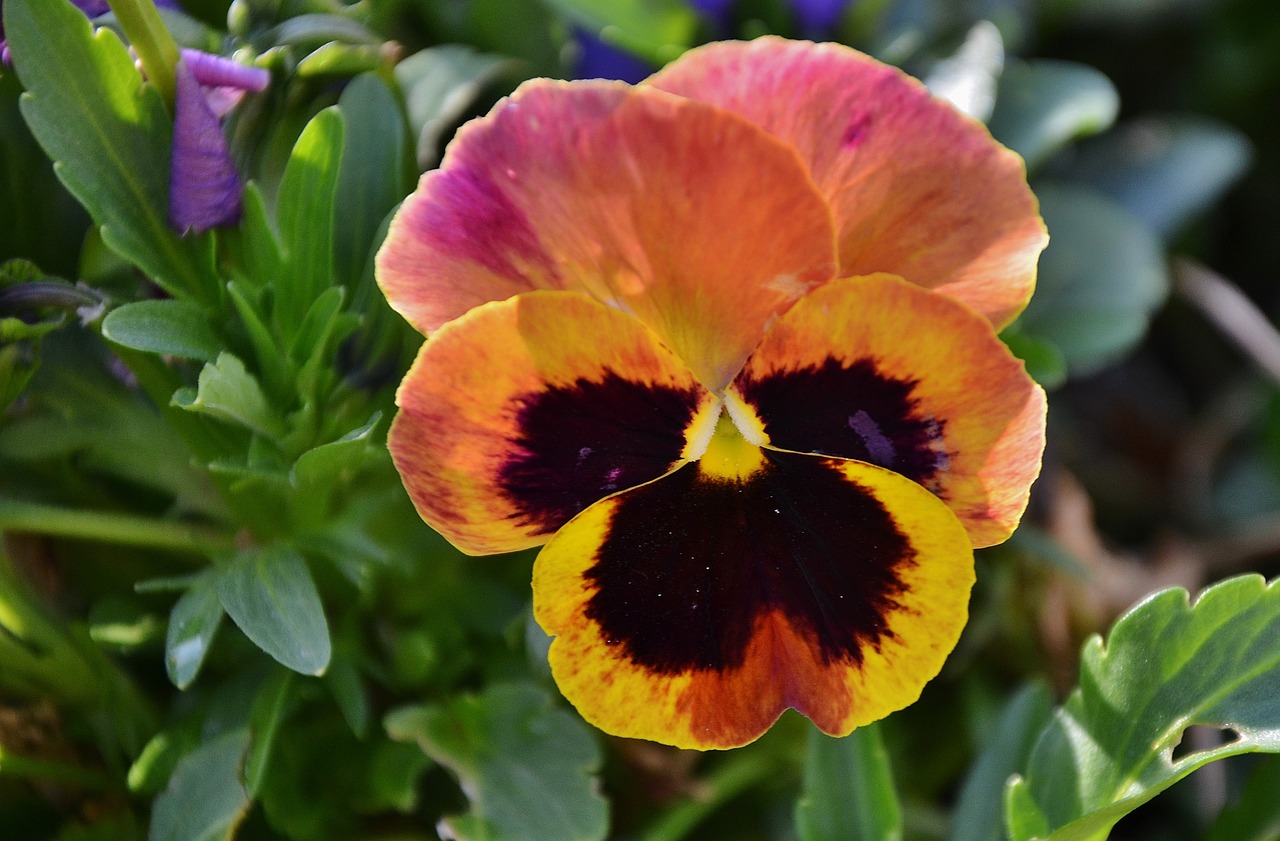 pansy flower natur free photo