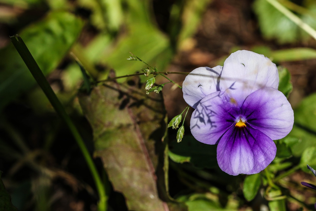 pansy summer flower nature free photo