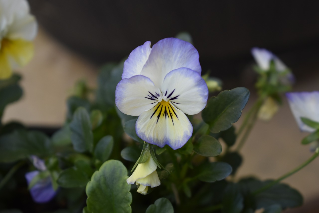 pansy flower spring free photo