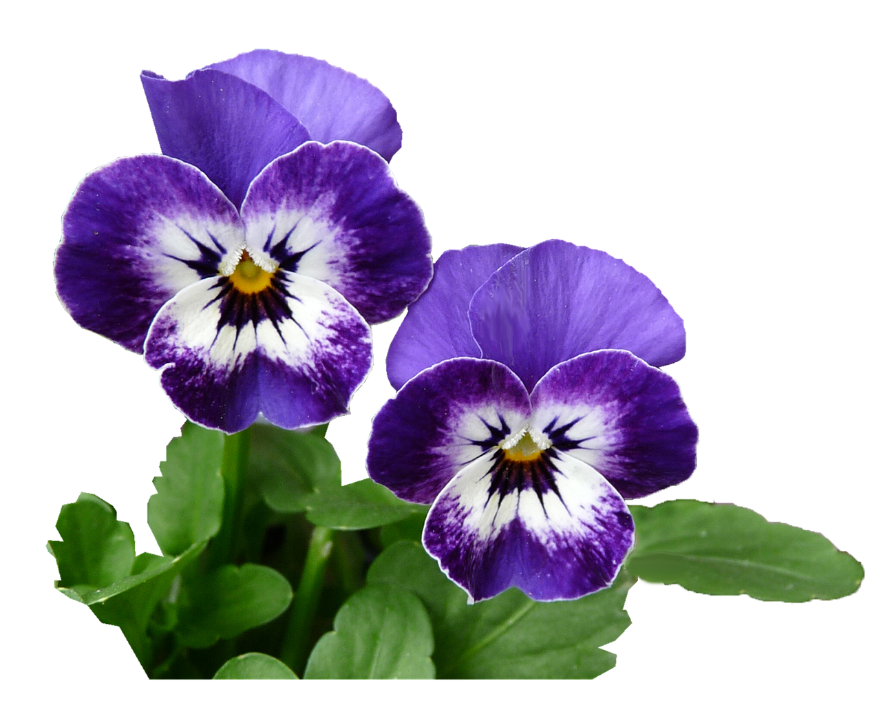 pansy purple plant free photo