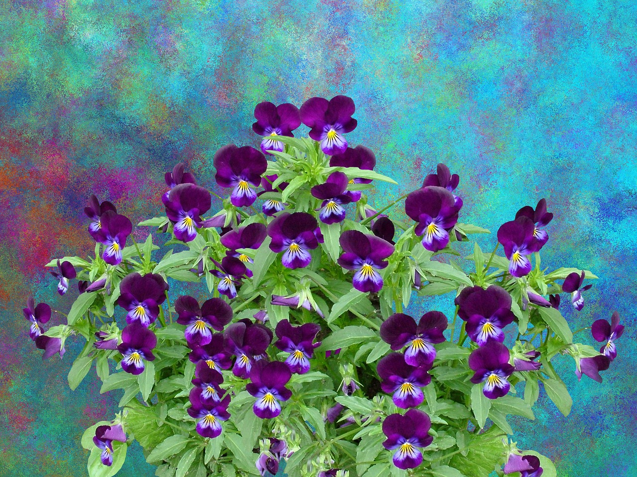 pansy spring flower free photo