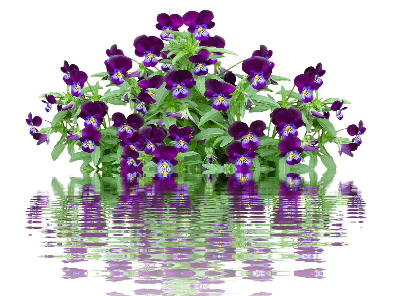 pansy spring flower free photo