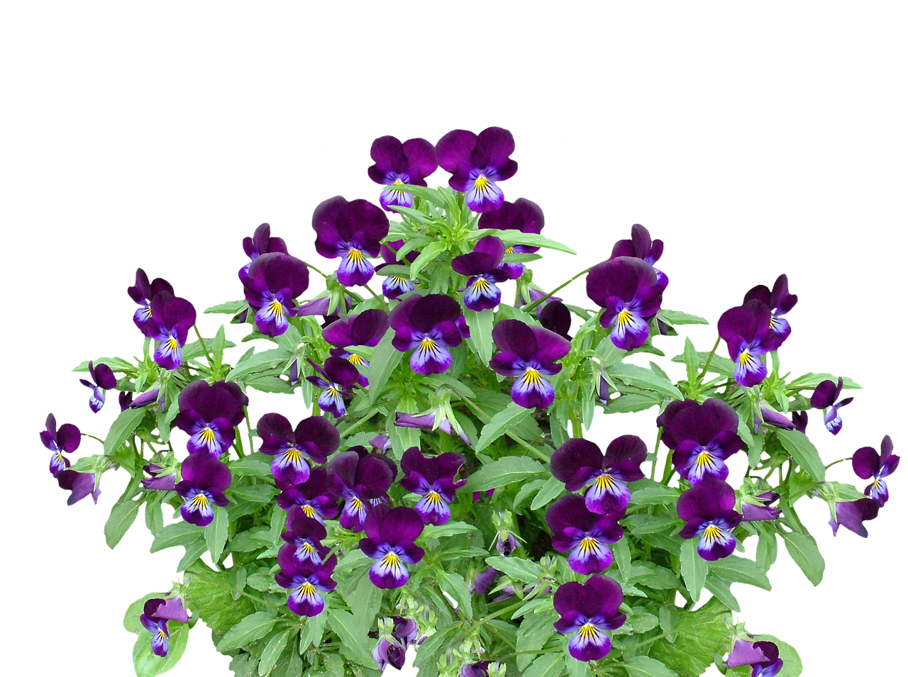 pansy spring flower free photo