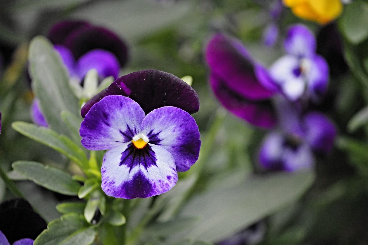 pansy blossom bloom free photo