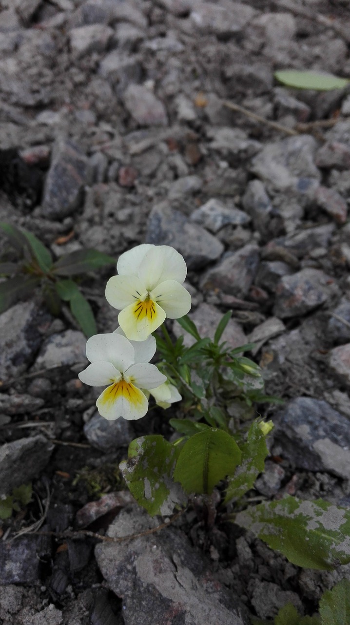 pansy couple two free photo