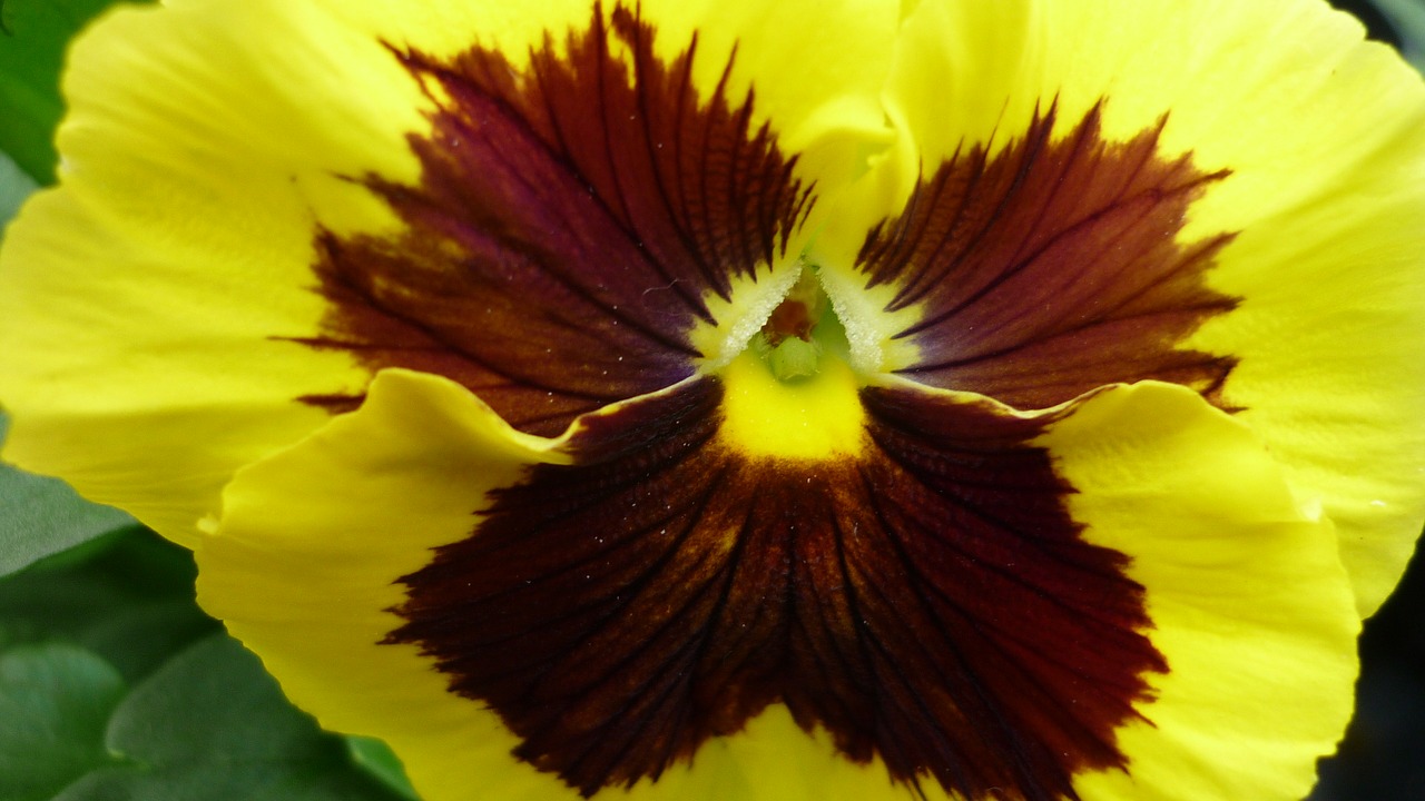 pansy flower blossom free photo