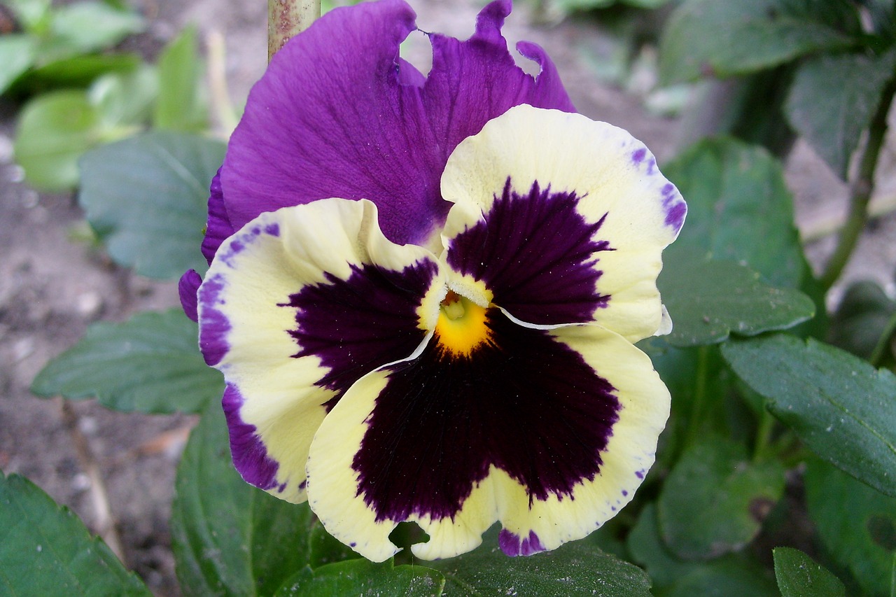 pansy colored beauty free photo