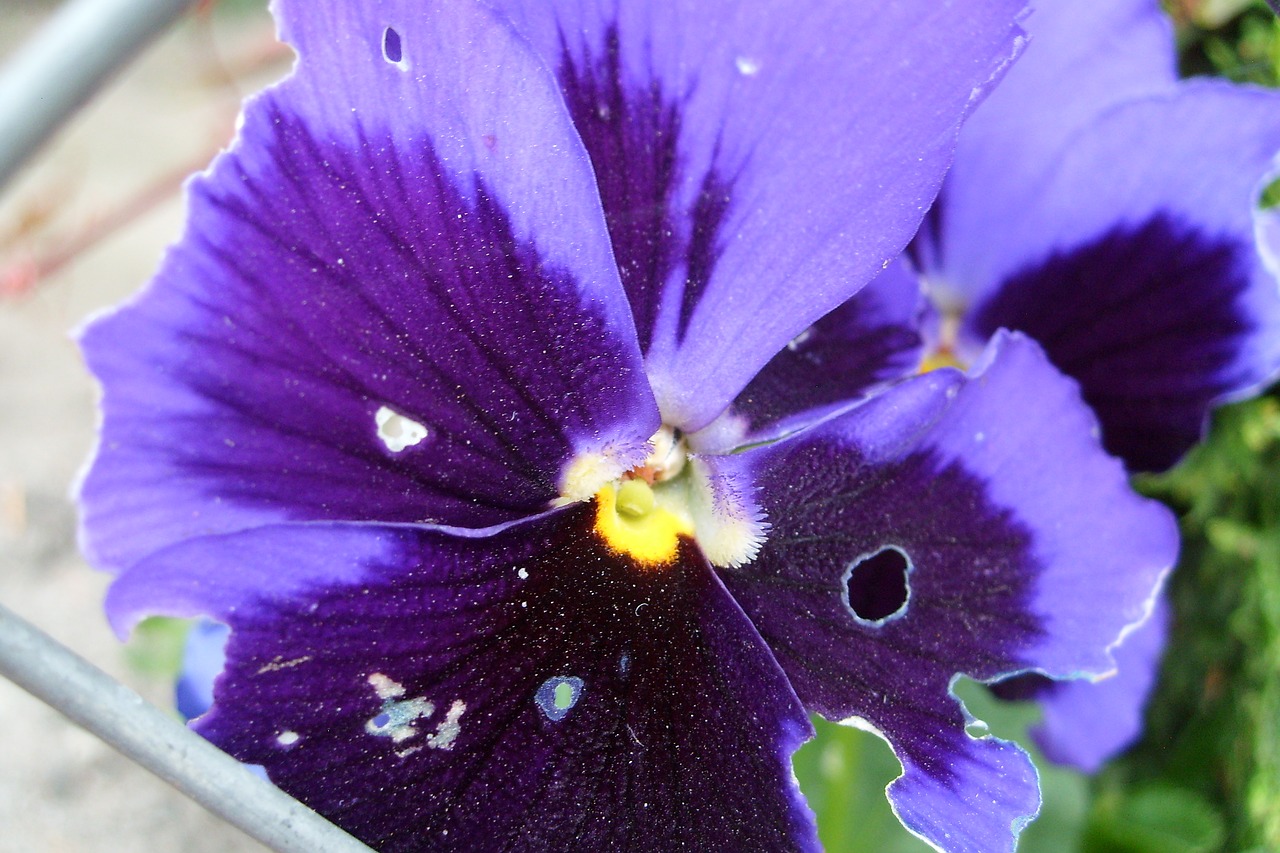 pansy flower violet free photo