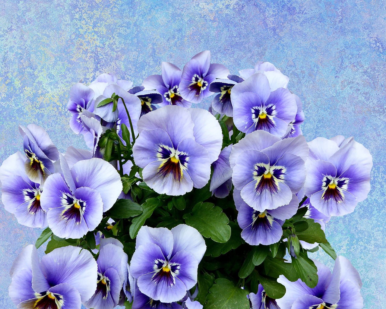 pansy spring nature free photo