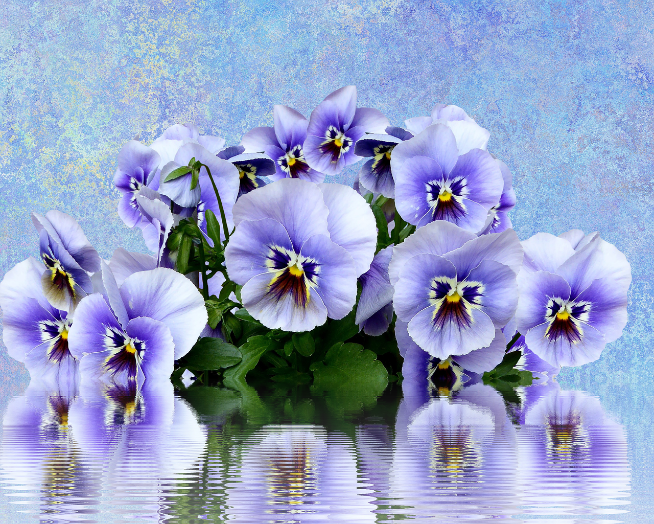 pansy spring nature free photo