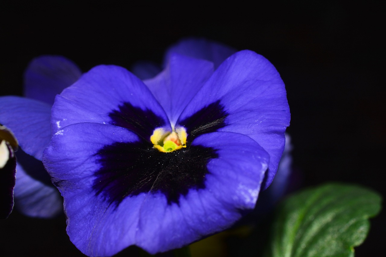 pansy flowers blue free photo