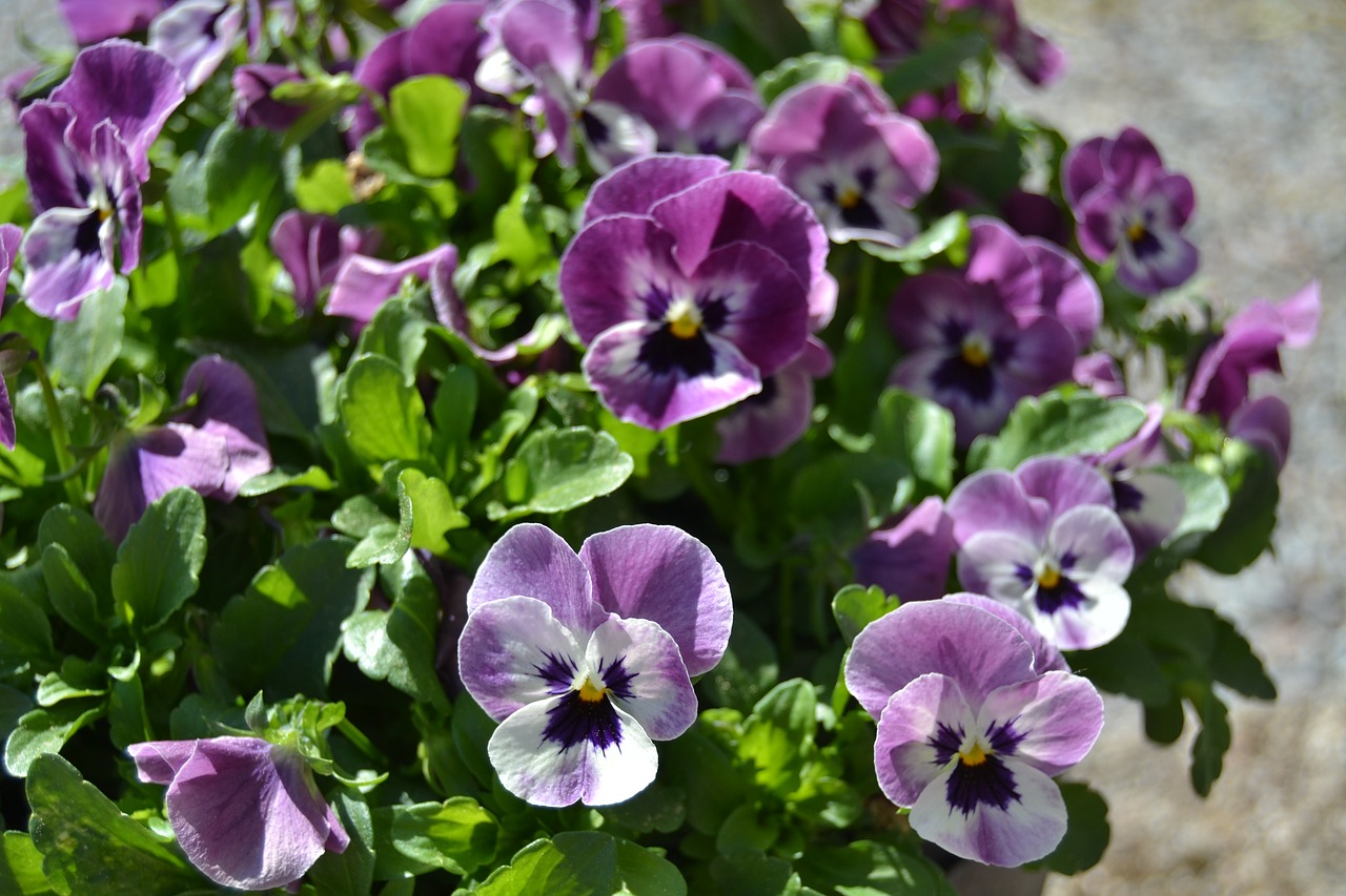 pansy violets flowers free photo