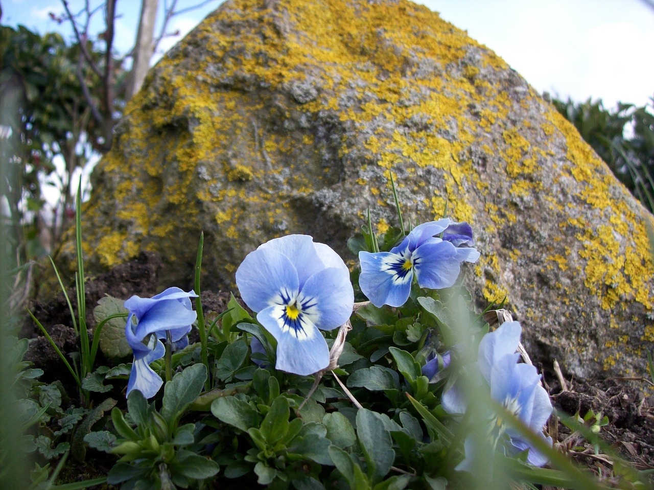 pansy blossom bloom free photo