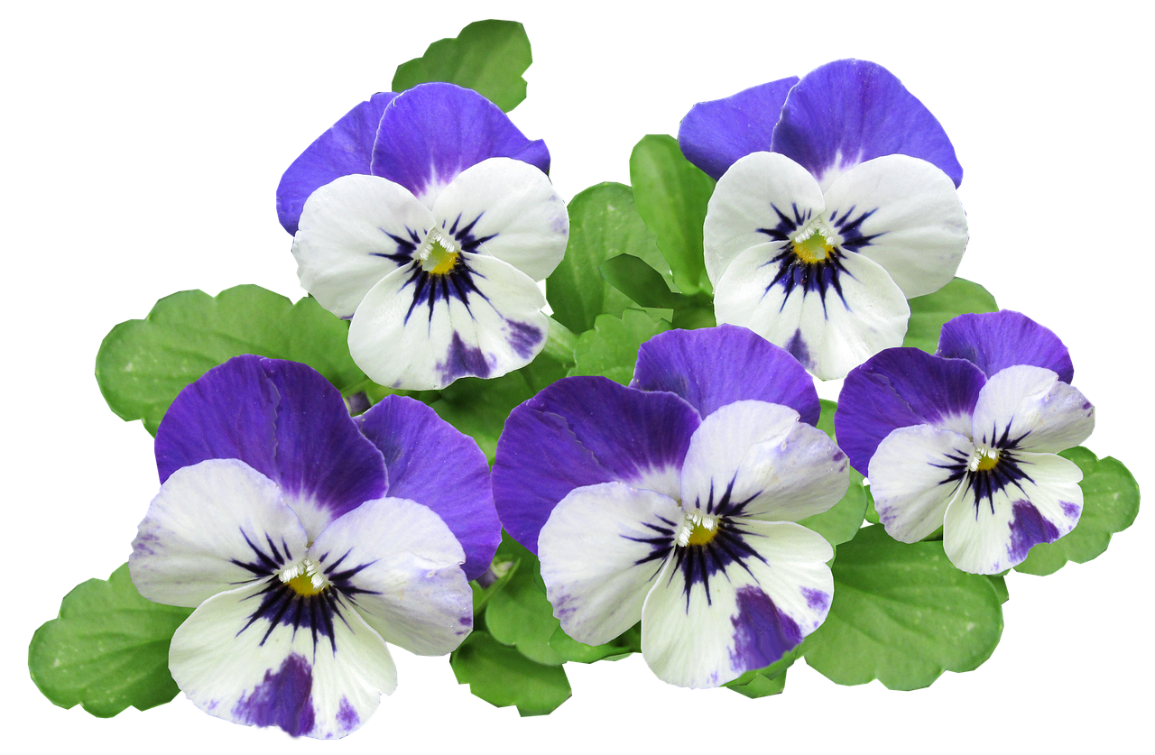 pansy flowers summer free photo