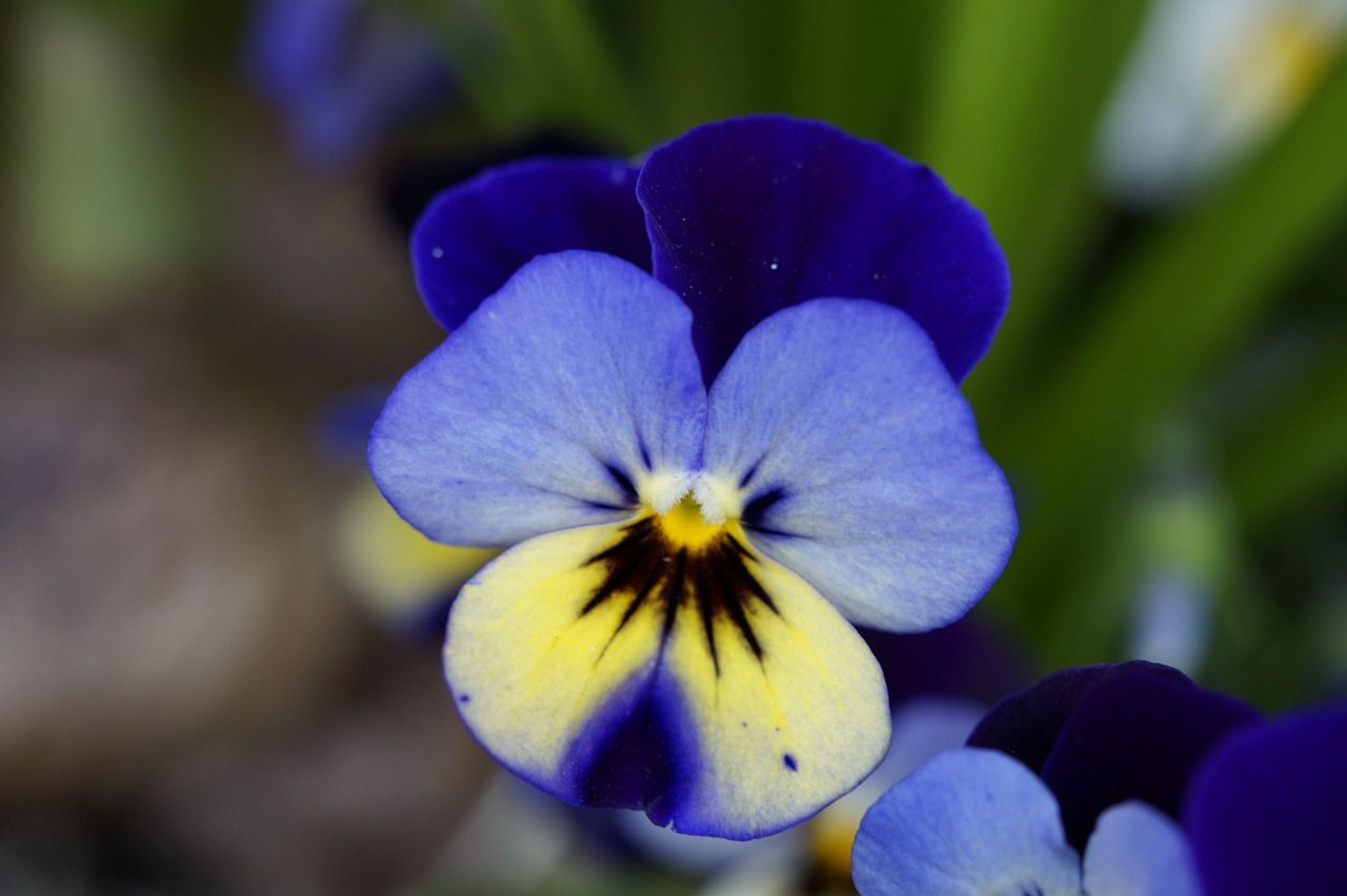 pansy flower blossom free photo