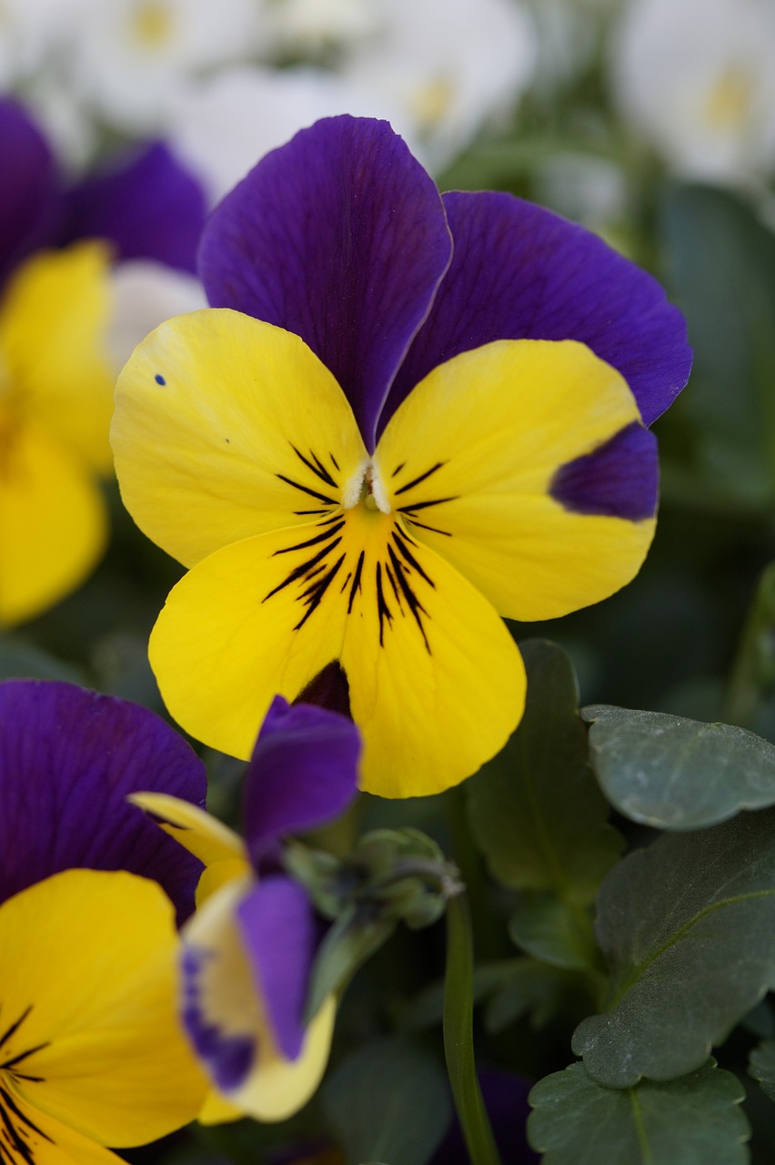 pansy flower blossom free photo