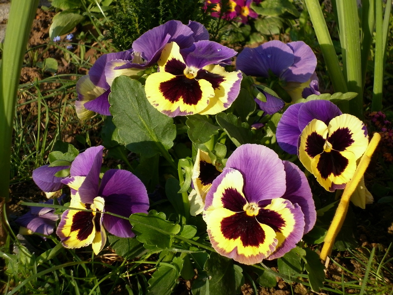 pansy flowers spring free photo
