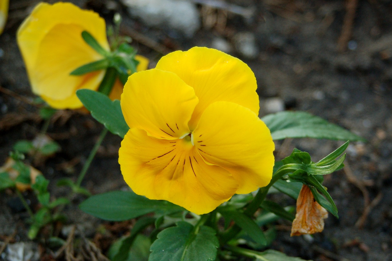 pansy flower summer free photo