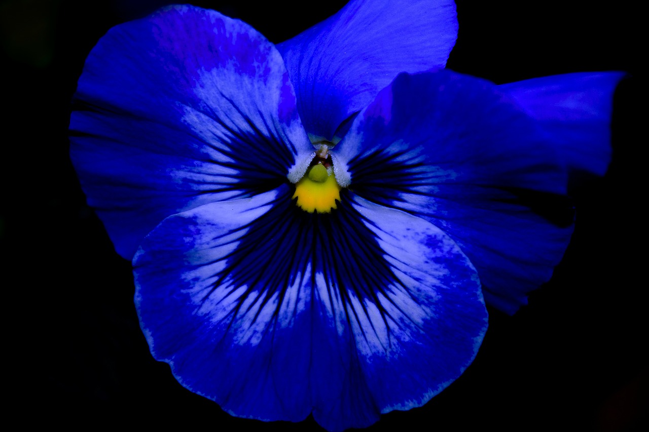 pansy flowers plant free photo