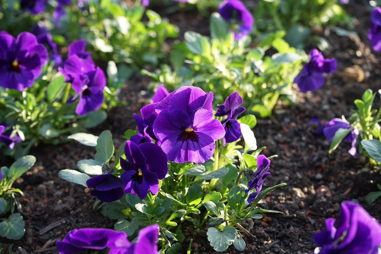 pansy flower blossom free photo