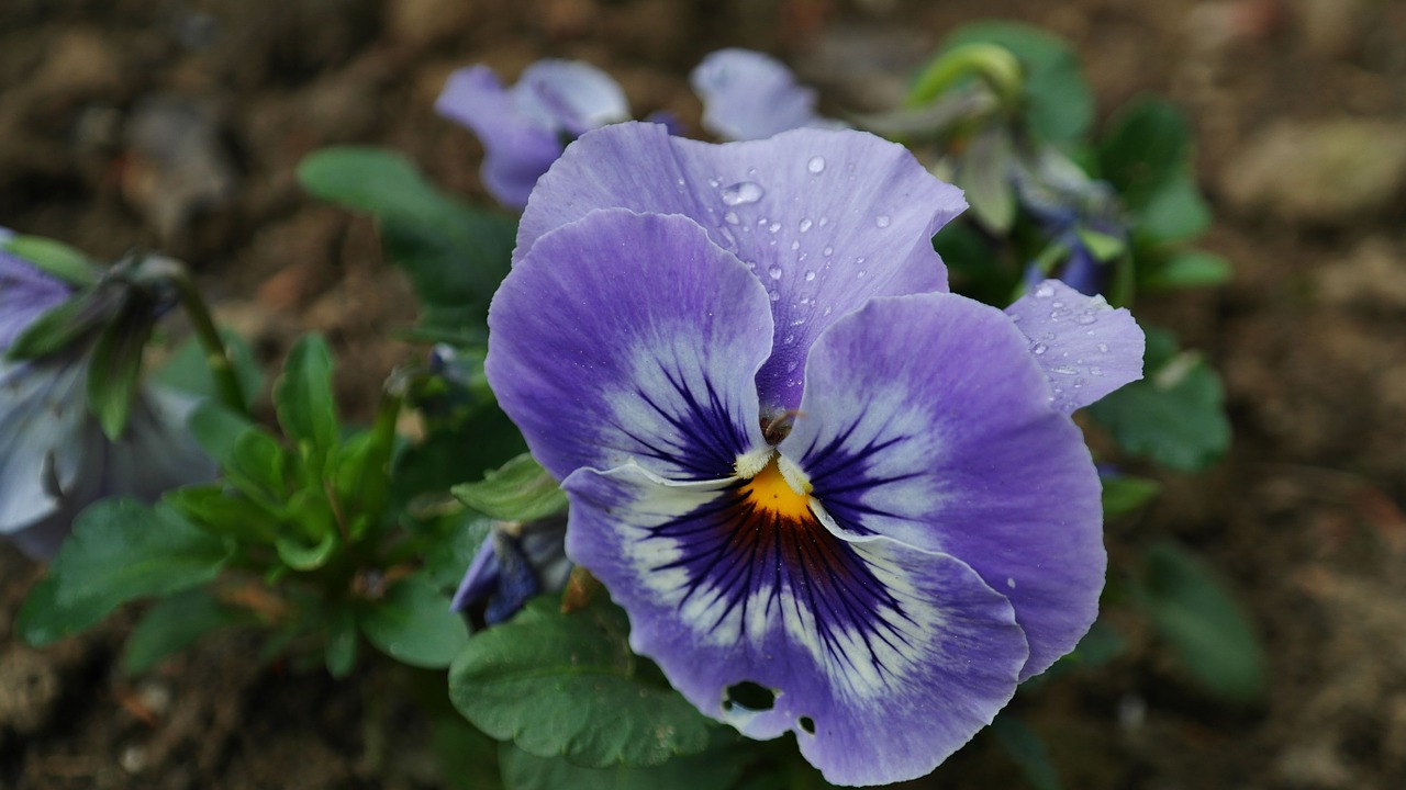 pansy background blossom free photo