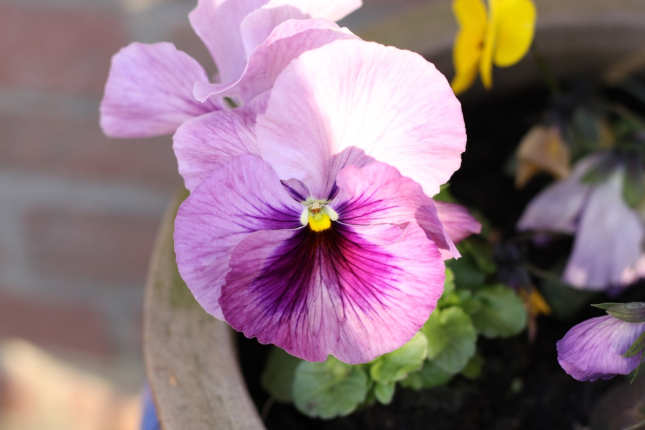 pansy flower blossom free photo