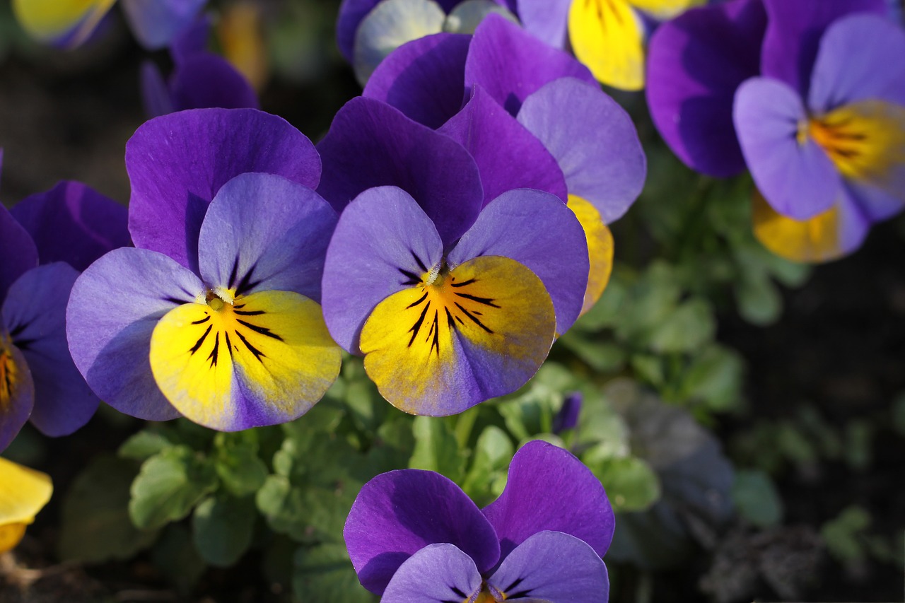 pansy flower blossom free photo